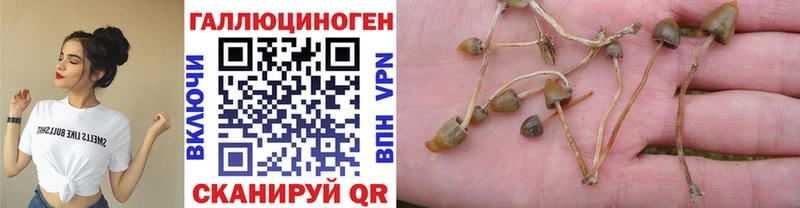 Галлюциногенные грибы GOLDEN TEACHER  Новокубанск 